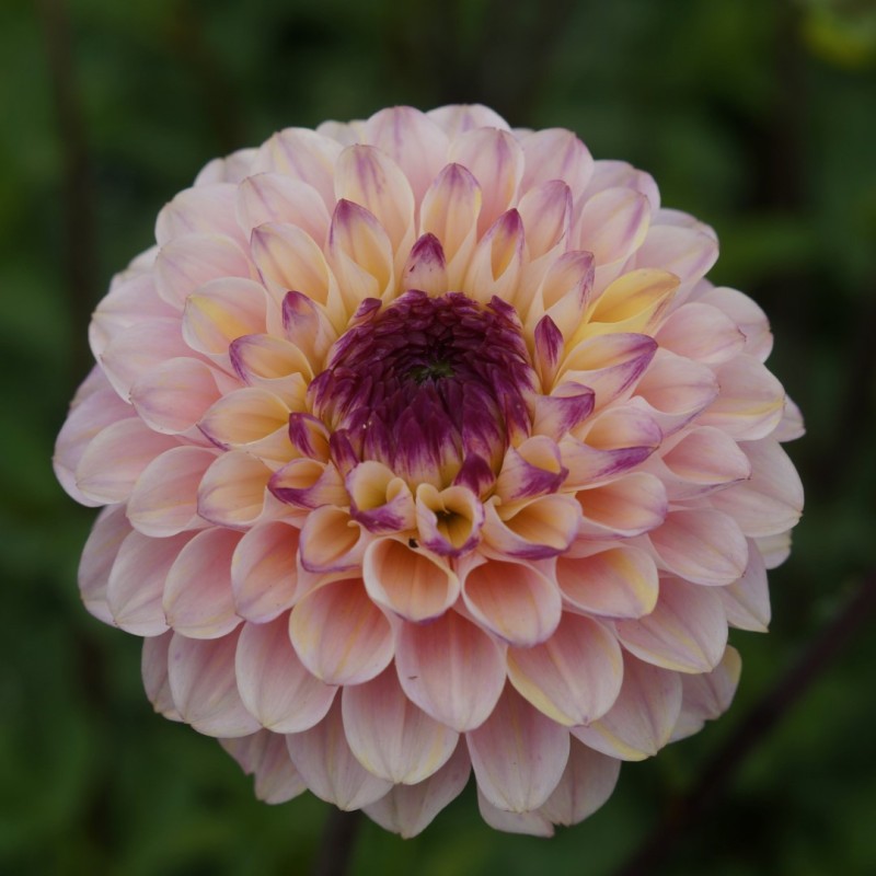 Dahlia 'Wine Eyed Jill'