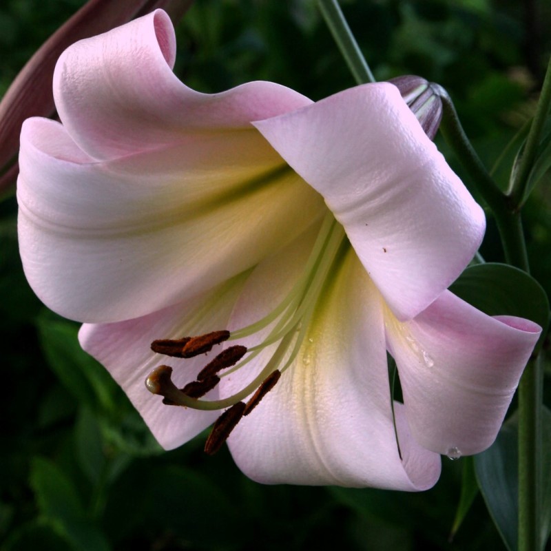 Lilium 'Eastern Moon'