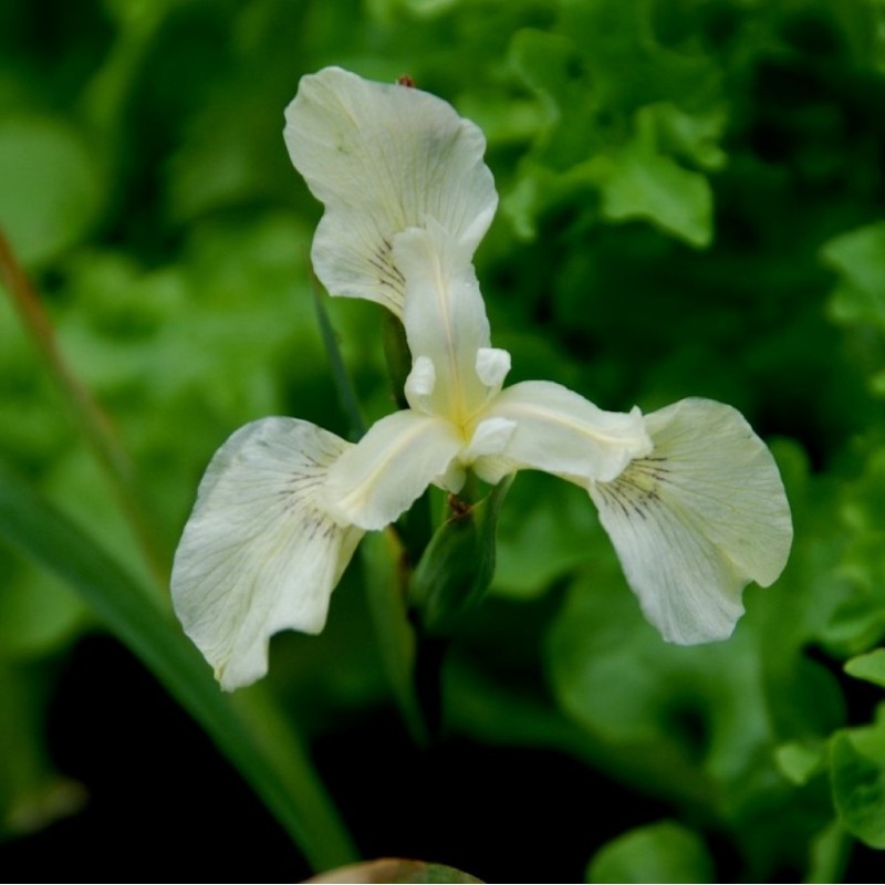 Iris pseudacorus 'Albus'