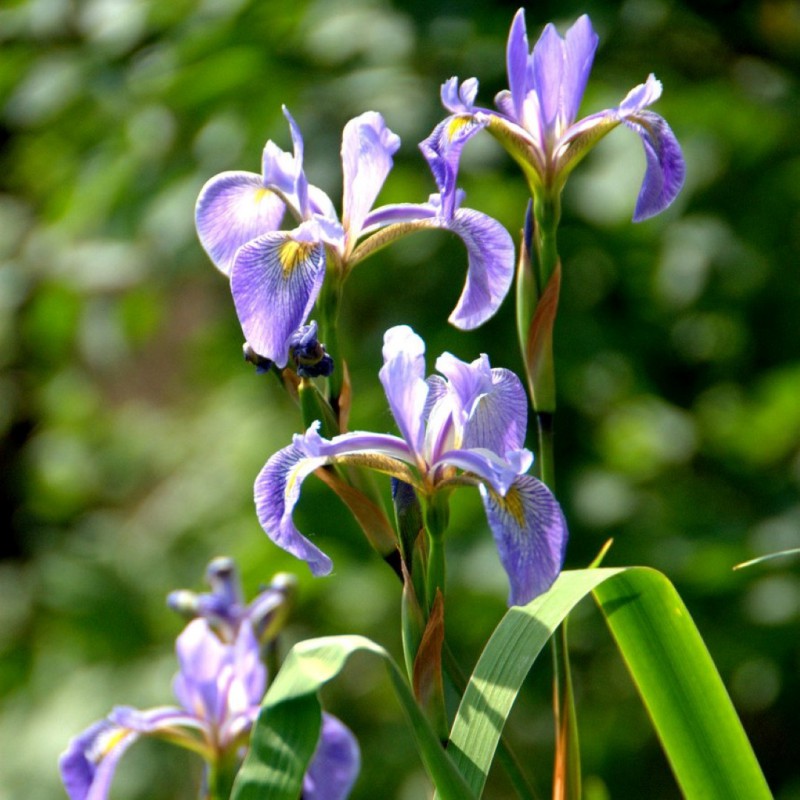 Iris x robusta 'Gerard Darby'