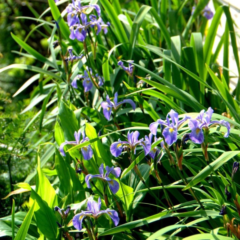 Iris x robusta 'Gerard Darby'