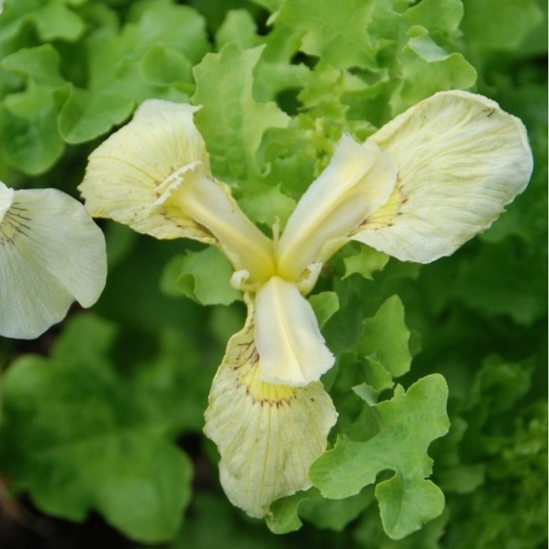 Iris pseudacorus var. bastardii
