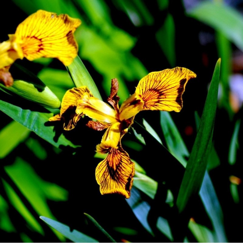 Iris pseudacorus 'Berliner Tiger'