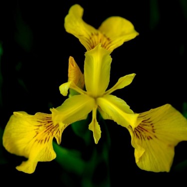 Iris pseudacorus