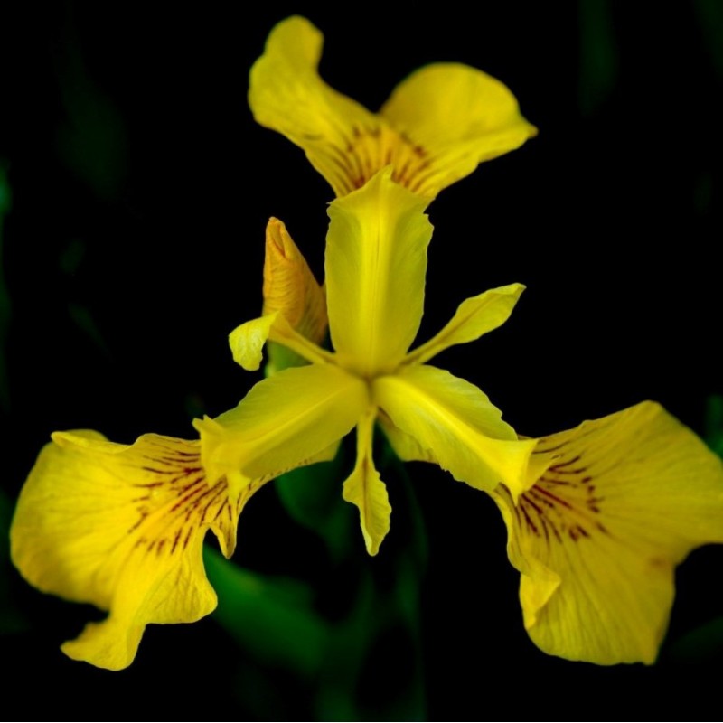 Iris pseudacorus