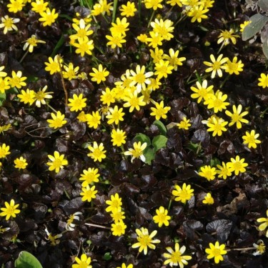 Ficaria verna 'Brazen Hussy'