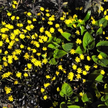 Ficaria verna 'Brazen Hussy'