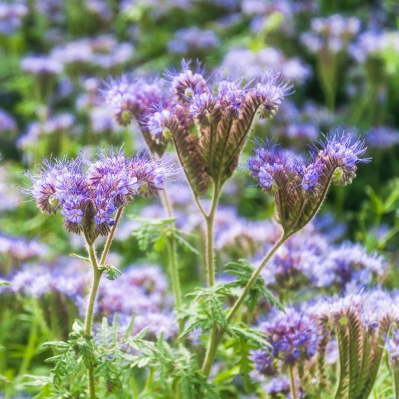 Phacelia - Groenbemester, Phacelia tanacetifolia -zaden-