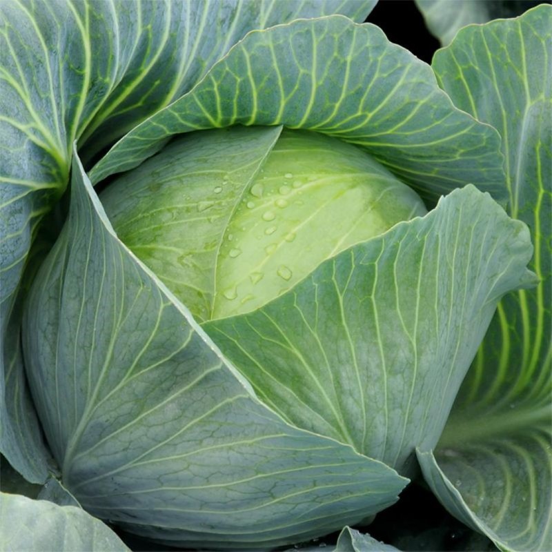 Witte kool 'Impala F1', Brassica oleracea -zaden-