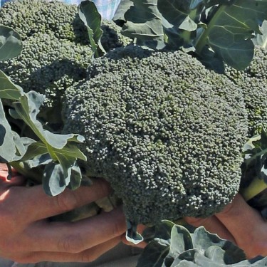 Broccoli 'Covina F1', Brassica oleracea -zaden-
