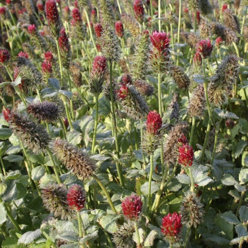 Trifolium incarnatum, Inkarnaatklaver  -zaden-