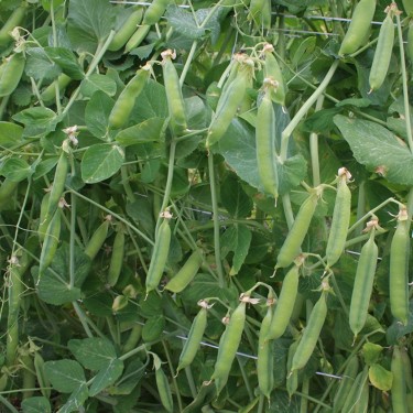 Rijsdoperwt 'Eerste vroege mei' Pisum sativum -zaden-