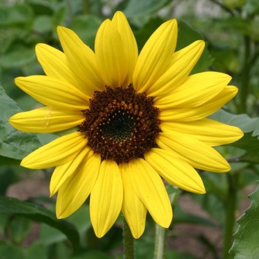 Zonnebloem, middel, geel, Helianthus annuus -zaden-