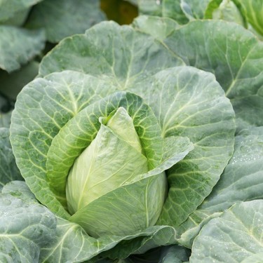 Spitskool 'Caraflex F1', Brassica oleracea -zaden-