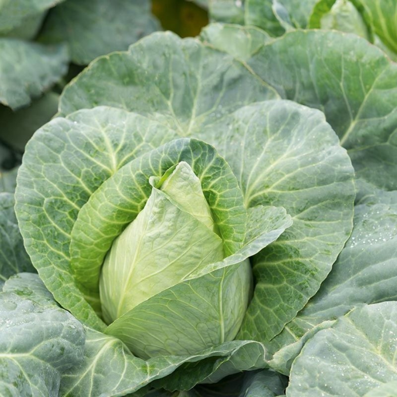 Spitskool 'Caraflex F1', Brassica oleracea -zaden-