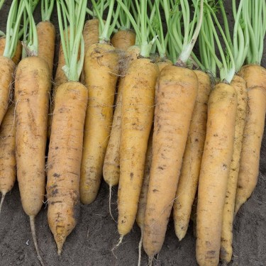 Zomerwortel 'Yellowstone', Daucus carota -zaden-
