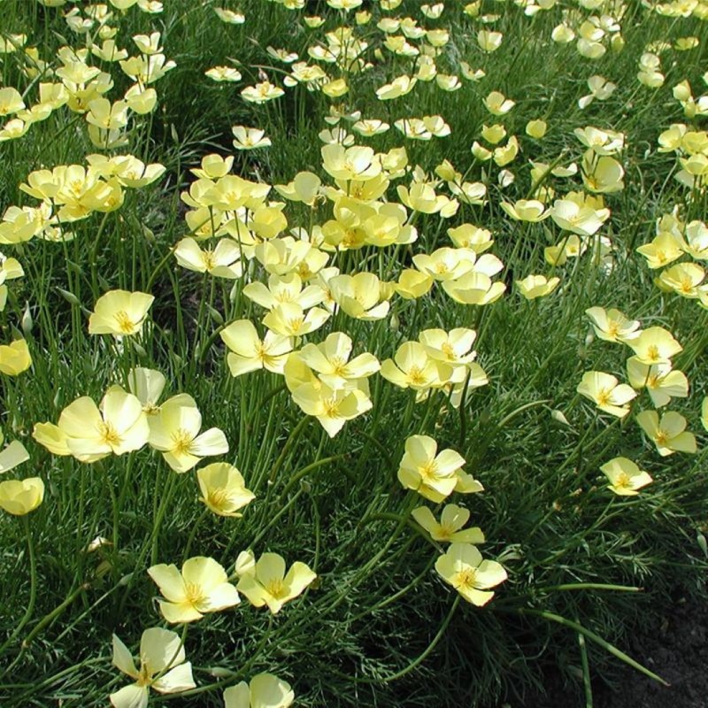 Slaapmutsje, geel, Eschscholzia caespitosa -zaden-