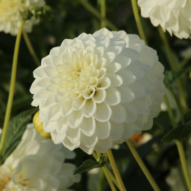 Dahlia 'Boom Boom White'