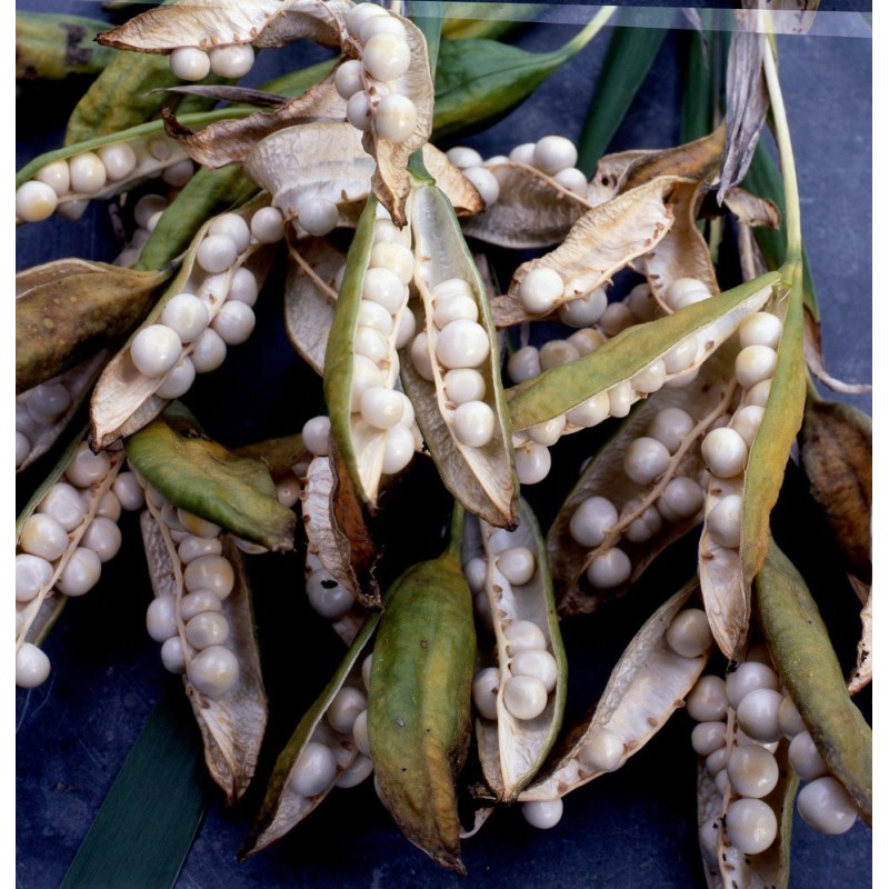 Iris foetidissima 'Fructo Albo'