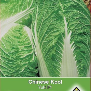 Chinese kool, Brassica pekinensis 'Yuki F1' -zaden-