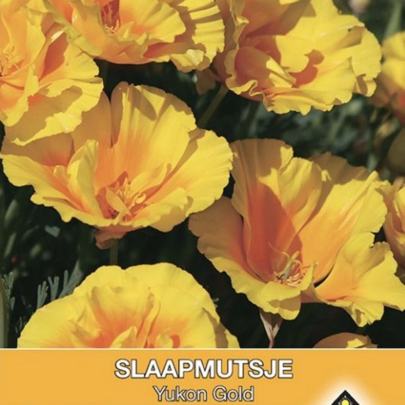 Eschscholzia californica 'Yucan Gold' -zaden-
