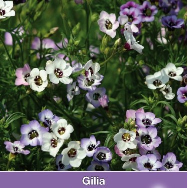 Gilia tricolor 'Felicitas' -zaden-