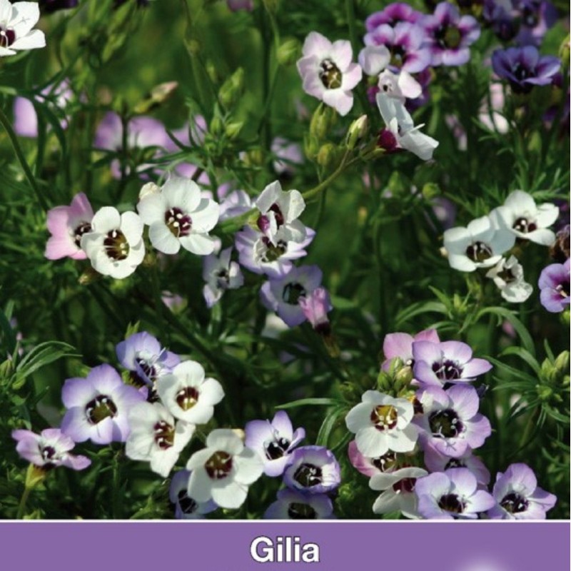Gilia tricolor 'Felicitas' -zaden-