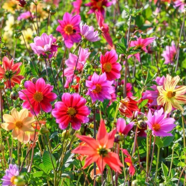 Dahlia 'Bee Friendly Mix'