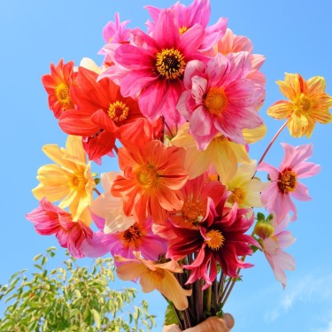 Dahlia 'Bee Friendly Mix'