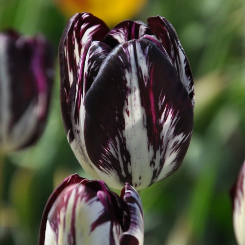 Tulipa 'Black and White'
