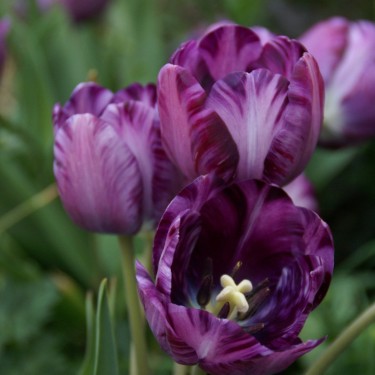 Tulipa 'Columbine Foliage Variegated'