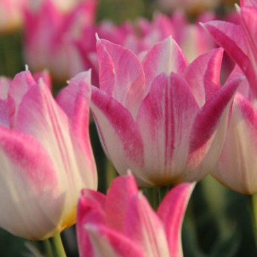 Tulipa 'Cottage Maid'