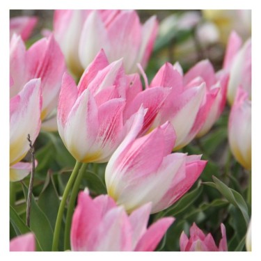 Tulipa 'Cottage Maid'