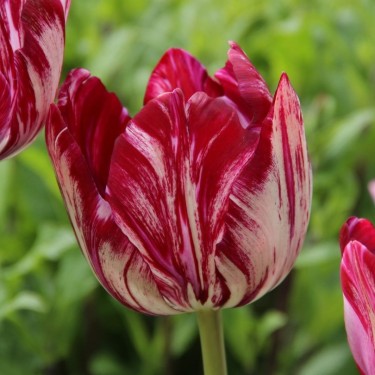 Tulipa 'Inner Wheel' -broken-