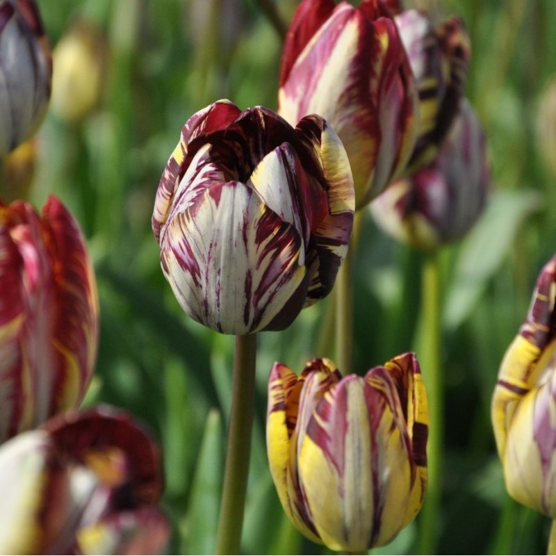 Tulipa 'Insulinde'