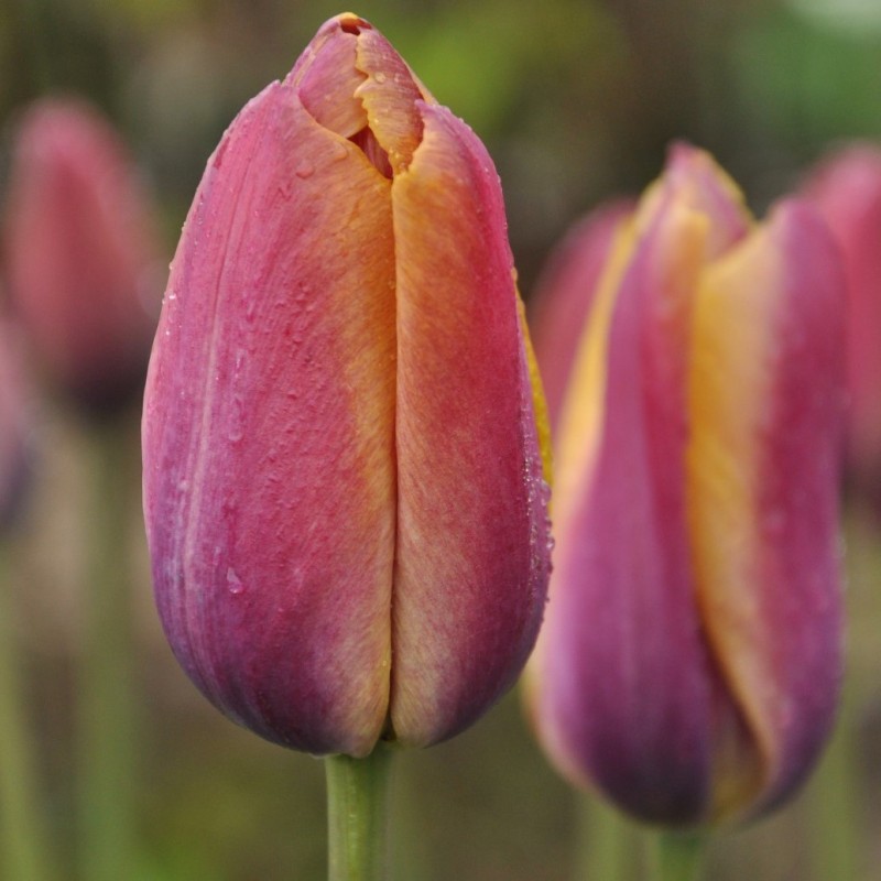 Tulipa 'Je Maintiendrai'