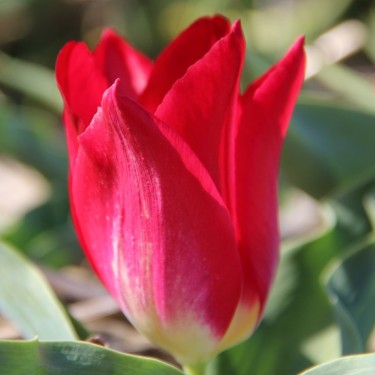 Tulipa 'Joost van den Vondel'