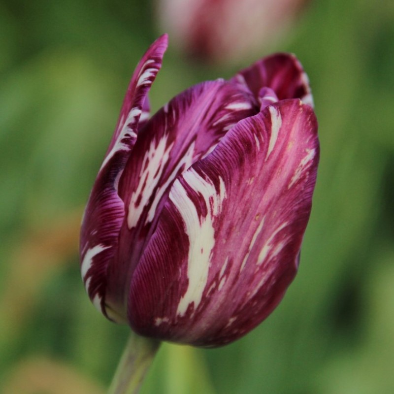 Tulipa 'Charles Le Brun' -broken-