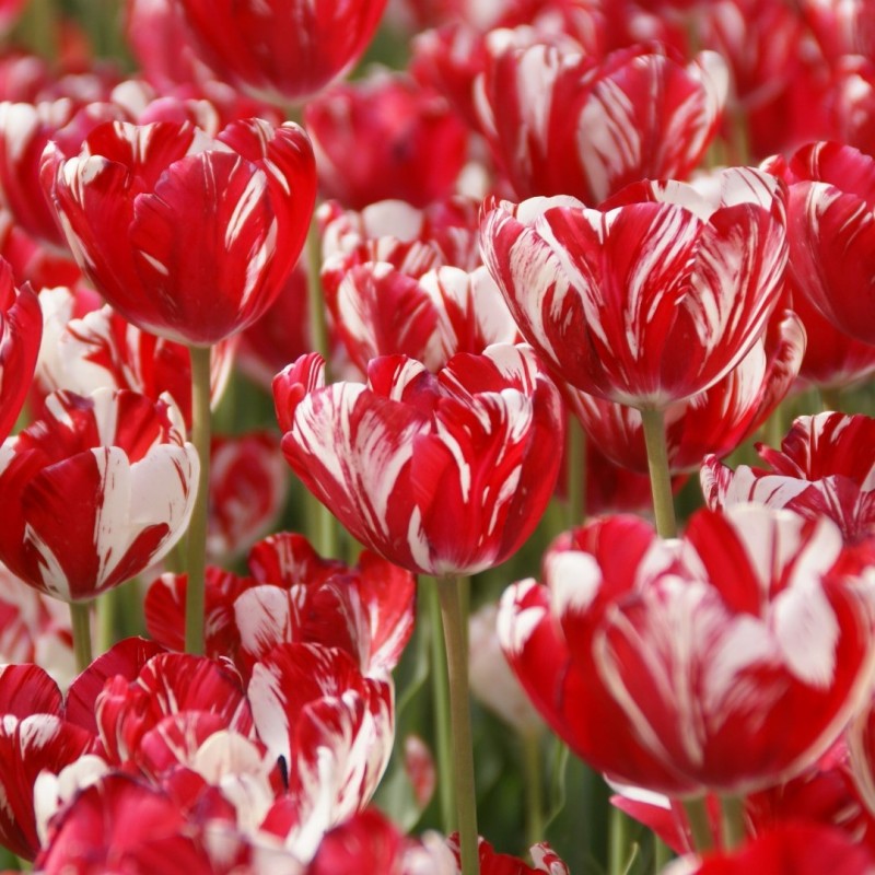 Tulipa 'Mabel'