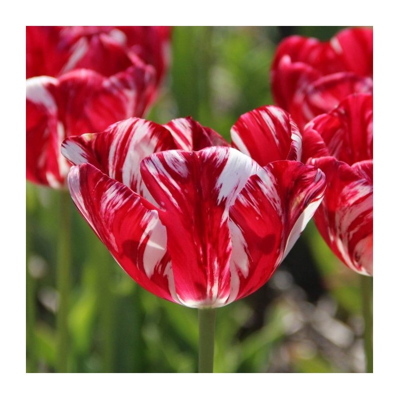Tulipa 'Mabel'