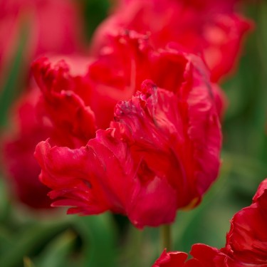 Tulipa 'Red Champion'