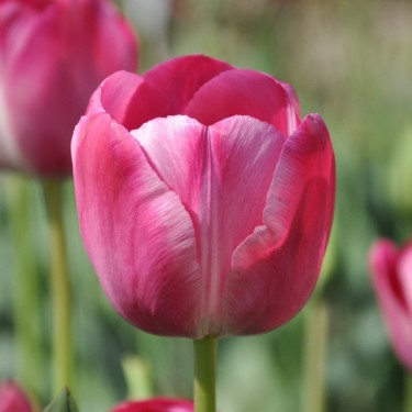 Tulipa 'Roses des Dames'