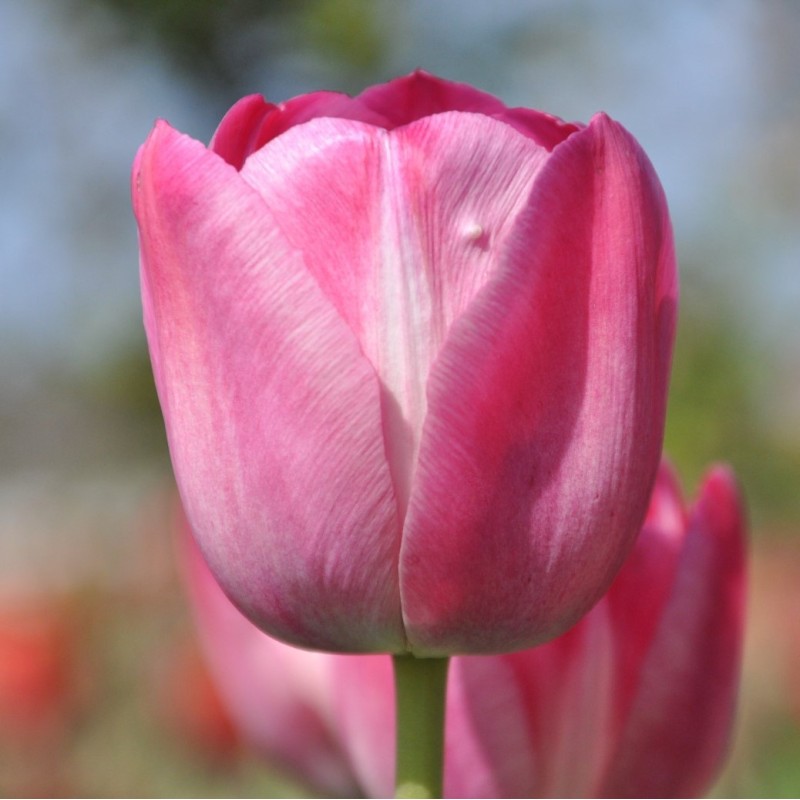 Tulipa 'Roses des Dames'