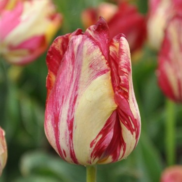 Tulipa 'Saskia'