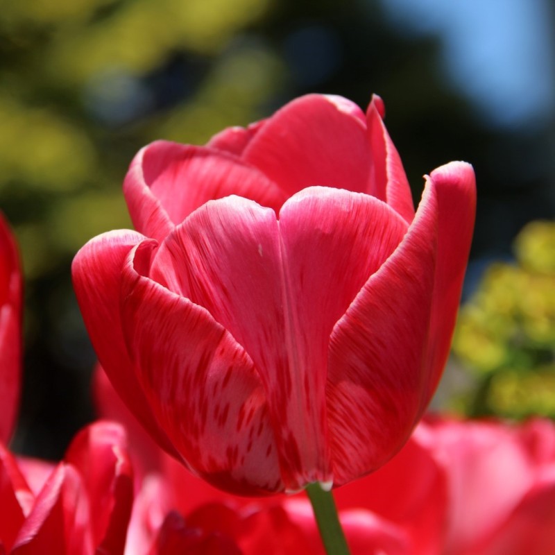 Tulipa 'Sieraad van Flora'