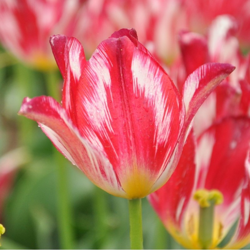 Tulipa 'Silver Standard'