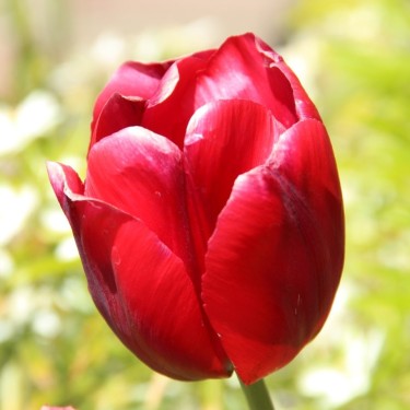 Tulipa 'Thorbecke'