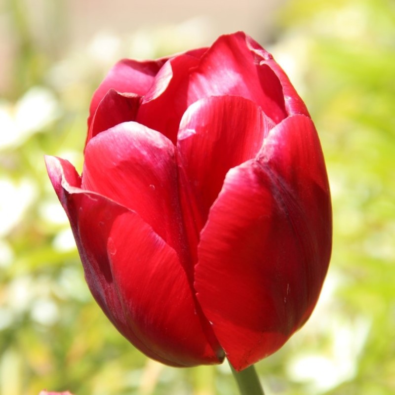 Tulipa 'Thorbecke'