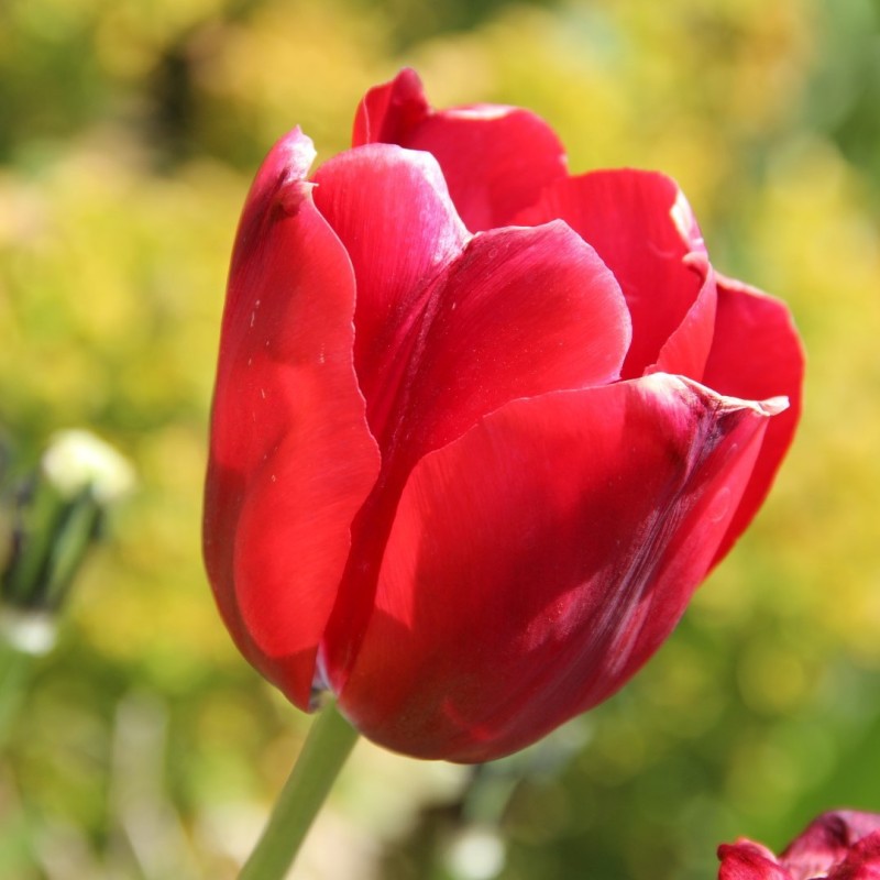 Tulipa 'Thorbecke'