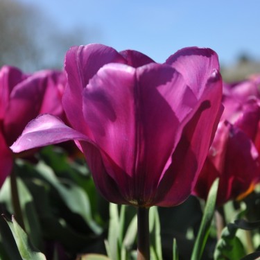 Tulipa 'Van der Neer'